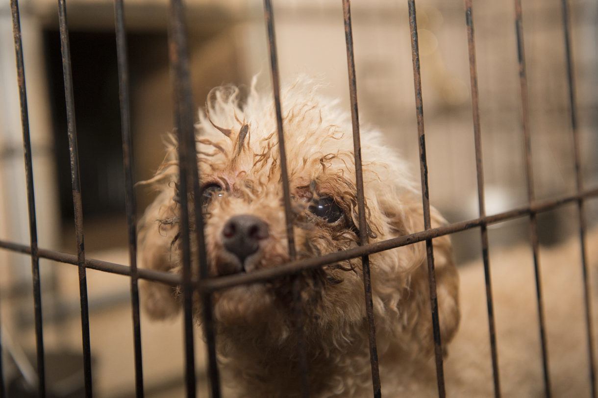 NC Puppy Mill Rescue